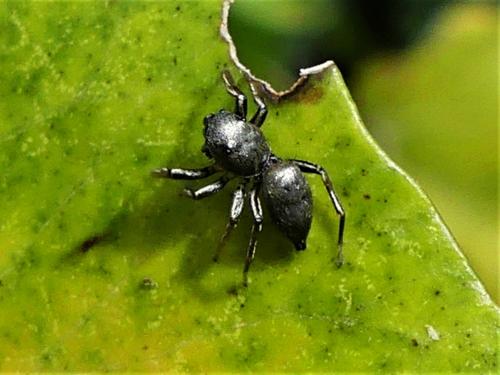Réf. 282 056 : Heliophanus sp.